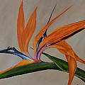 Florida Orange Bird