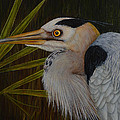 Heron in Hiding