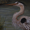 Heron Watching 