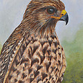 Red Shouldered Hawk