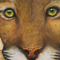 Endangered Eyes